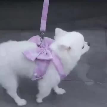 楽天市場】【ハーネス リード付 ワンピース 3点セット】犬
