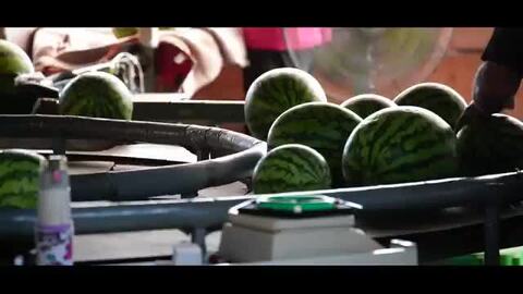 スイカ様 1990 Kawasaki ZX-7 – Iconic Motorbike Auctions