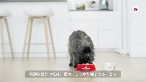 楽天市場】ロイヤルカナン ミニ デンタルケア 800g / 小型犬 歯垢