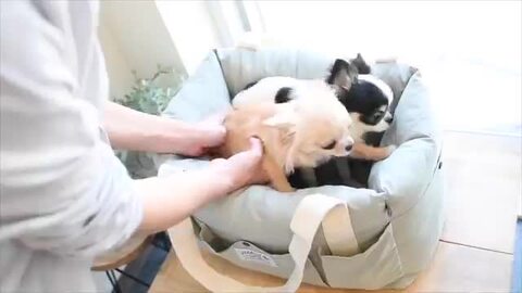 楽天市場】【ご愛顧価格400円OFF】小型犬 犬用 防災 通院