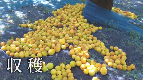楽天市場】梅干 無添加 豊の香梅 500g 完熟南高梅 大分県お