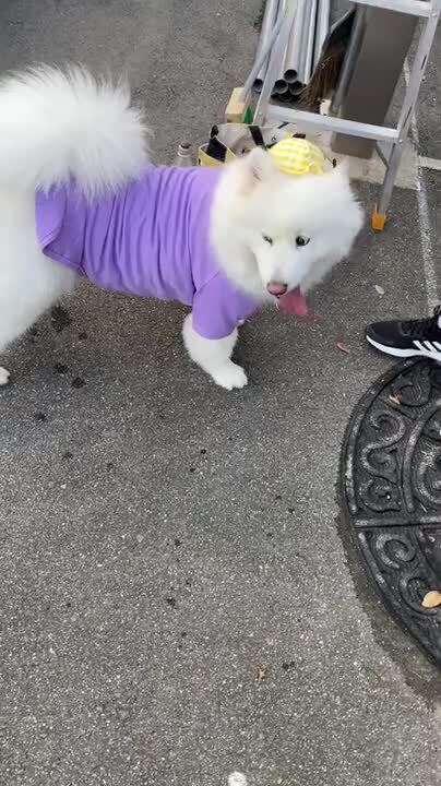 猛闘犬丸　コットン　ロングTシャツ　サイズL 楽天市場】送料無料 大型犬 服 犬 秋冬 服 綿100％ Tシャツ 無地