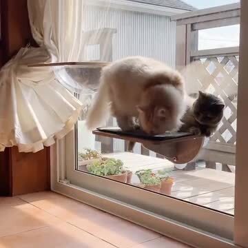 POOKIE 猫 窓 ハンモック スケルトン 窓ベッド ミニ ステップ キャット