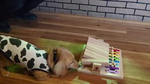 楽天市場】□Pet'sPiano ペットピアノ 犬用 猫用 おもちゃ 木製 ペット