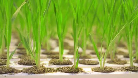 楽天市場 | 公式バイオエフェクトショップ - BIOEFFECTは植物 楽天市場 | 公式バイオエフェクトショップ - BIOEFFECTは植物