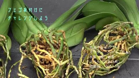 楽天市場】観葉植物 吊り下げ ハンギング 壁掛け フェゴ 養生