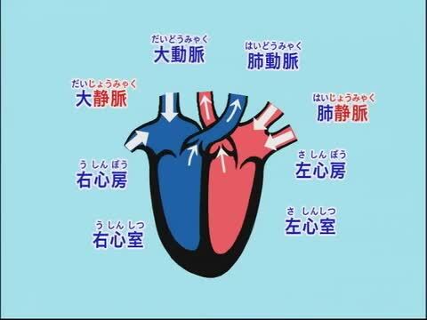 ニック　DVD 理科 楽天市場】わかるよ！力のはたらき1 小学生の理科 DVD 日本語