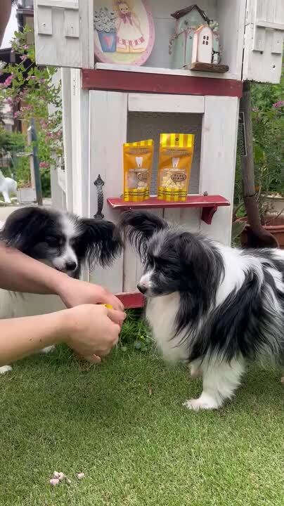 LUNOJI セット おやつ 犬 新品未使用 楽天市場】犬 おやつ 無添加 国産 チーズの角切り 30g ×2袋