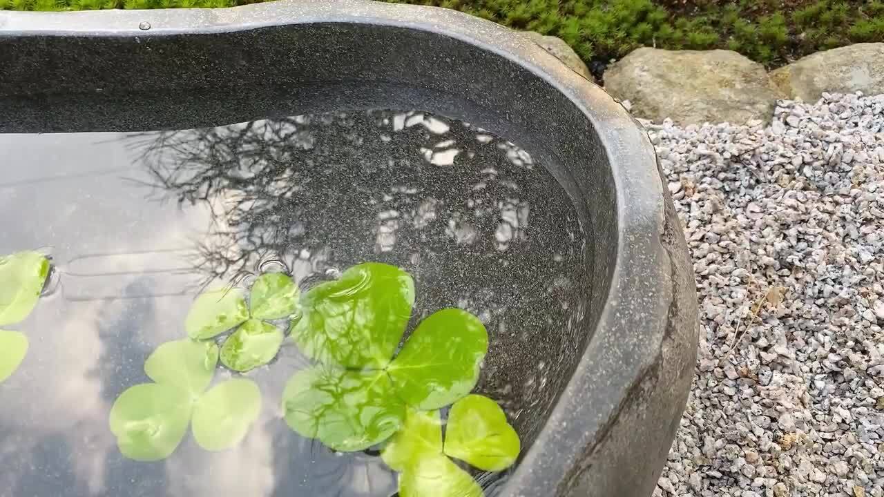 青シダレ 盆栽 水盤付き 青シダレ 盆栽 水盤付き