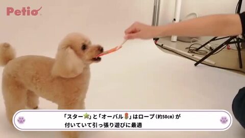 いぬさま専用 犬用おもちゃ へちまレザー デンタルTOY トイ スター | ペティオ