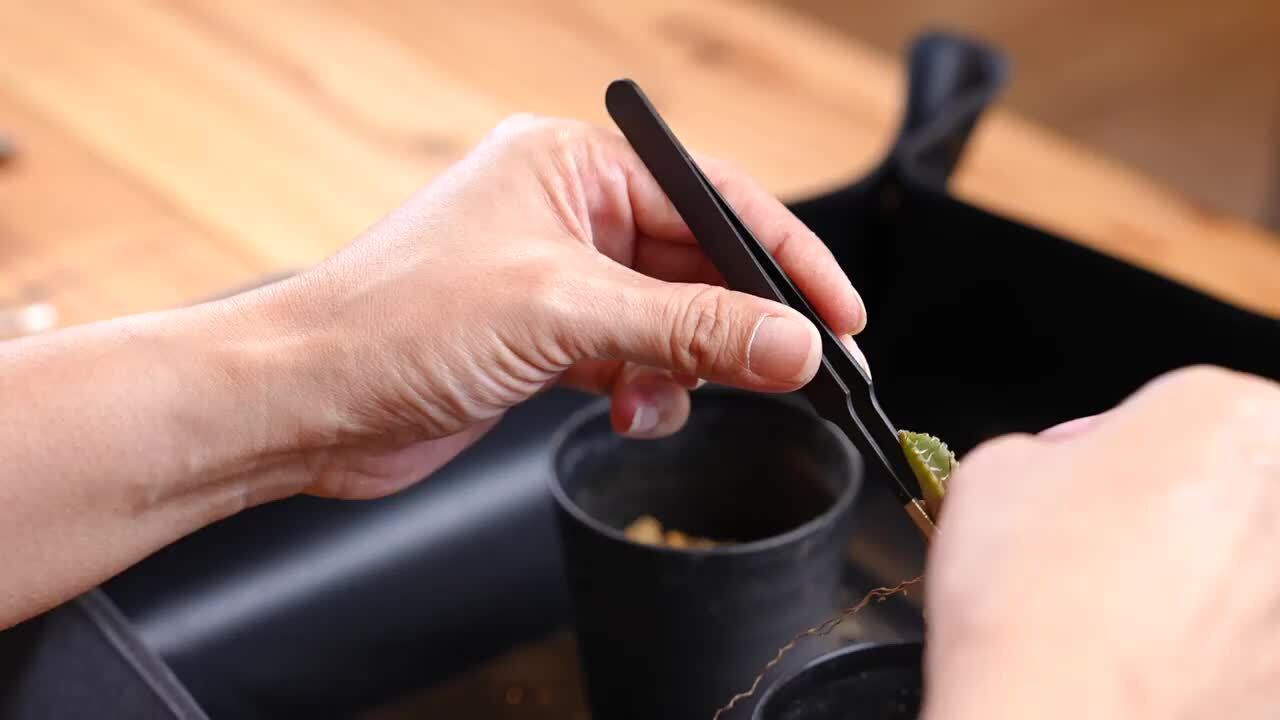 楽天市場】Kaiju Plant ピンセット 4種 + 根かき棒 植替え