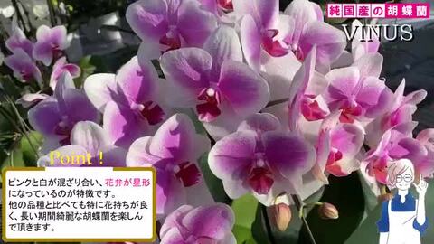 《お盆期間も発送》純国産 胡蝶蘭 花持ち長い 中輪 3本立ち 21輪〜 11,000円【Venus(ヴィーナス）】白ピンク グラデーション  二度咲き お祝い 花 ギフト 贈り物 お供え 誕生日 長寿 開店 開業 移転 就任 昇進 当選 洋蘭 ラン コチョウラン 当日発送 王立園芸 ...