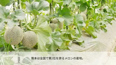 楽天市場】ギフト プレゼント 肥後グリーンメロン 1玉 秀品 2L