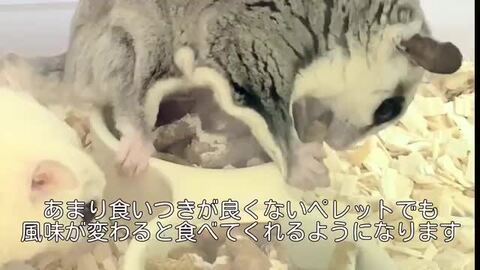楽天市場】ゆうパケットOK Instant-HPW ハニー＆フルーツ味 50g