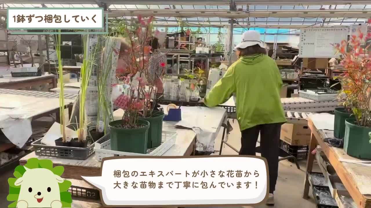 ぴんくれもんページ PINK LEMONADE – SLASH