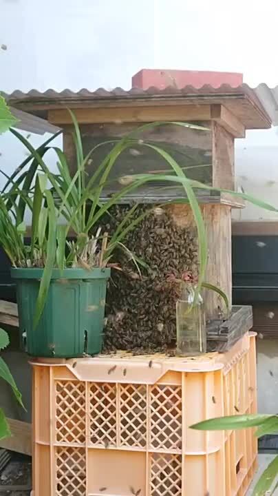 ミツバチ 00modelset-300x300.jpg