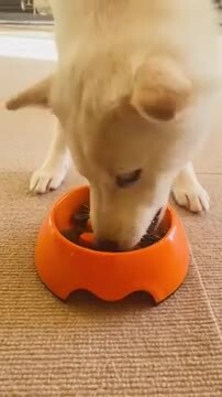 楽天市場】Ami ドッグフード dog food ベジタリアン 12kg 中型犬 大型