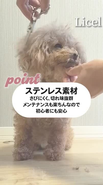 リクエストトイプードル作品 新刊情報】トイプードル お部屋ライトBOOK : ききらら☆雑誌付録