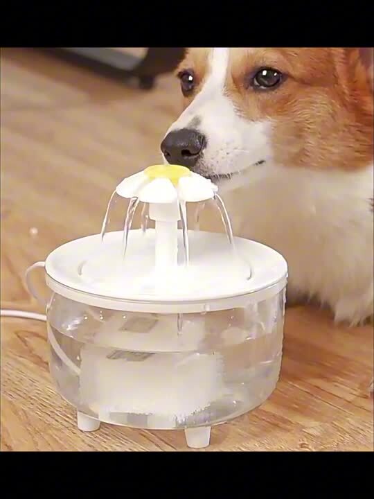 楽天市場】自動循環濾過給水器 水飲み器 水飲み 陶器皿 給水器