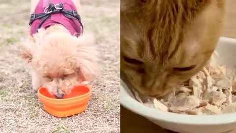 FOUR-FOODS フリーズドライ ササミ 150g 10袋 国産 犬 猫 フリーズドライ ササミ FOUR-FOODS│フォーフーズ
