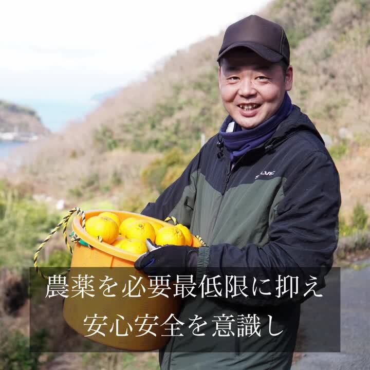 【24時間以内発送】高知県産 無農薬 約5kg 3L 24時間以内発送】高知県産 無農薬 約5kg 3L 楽天市場】無農薬（