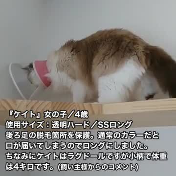 楽天市場】セミオーダー エリザベスカラー 猫 クリア ハード 首周り