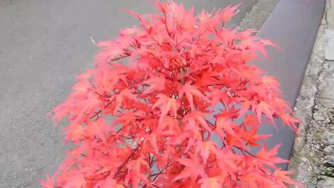 楽天市場】モミジレッド 高さ100cm (造花 人工観葉植物 紅葉