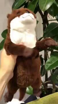 楽天市場】あそんで！ カワウソ ぬいぐるみ かわうそ グッズ