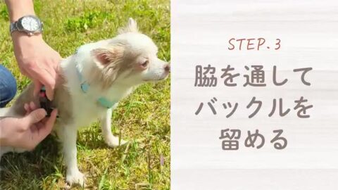楽天市場】【楽天6冠】 犬 ハーネス 小型犬 中型犬 大型犬 柴犬