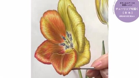 楽天ブックス: はじめてのボタニカルアート - 透明水彩で描く、花と植物の細密画 - 小林 英成 - 9784537219265 : 本