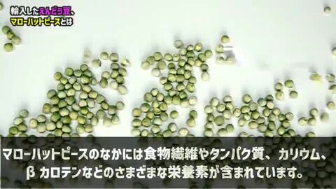 楽天市場】マローハットピース 10kg まめやの底力 イギリス産