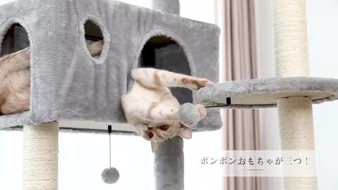 大阪ショップ ❤多頭飼いの楽園＆猫ちゃんの遊園地❣愛猫