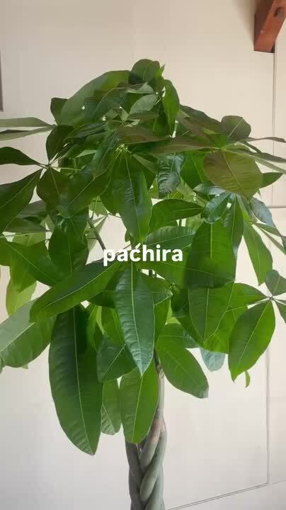 大型　パキラ 180cm　大きな ねじりパキラ 観葉植物 植木 庭木 大型 パキラ 180cm 大きな ねじりパキラ 観葉植物 植木 庭木 京都 観葉