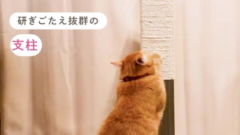 楽天市場】猫 爪とぎ 麻 猫用 爪とぎ 猫の爪とぎ 猫用 ポール 楽天市場】猫 爪とぎ 麻 猫用 爪とぎ 猫の爪とぎ 猫用 ポール