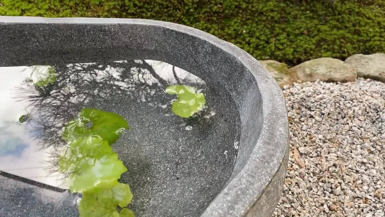 楽天市場】水鉢 石 庭園 和風 （47×41×15cm 26.5kg P）【 睡蓮鉢