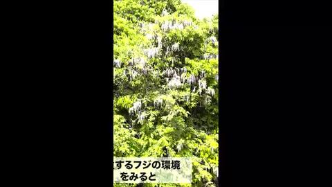 楽天市場】花藤 苗 選べる シロダルマフジ シロカピタン(白花美 楽天市場】花藤 苗 選べる シロダルマフジ シロカピタン(白花美