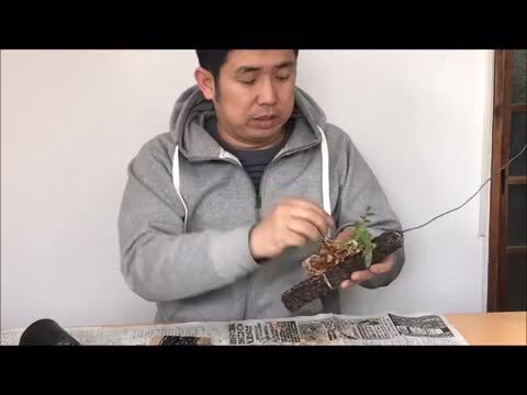 楽天市場】洋蘭栽培プロ用資材 『「フェゴ棒 着生セット