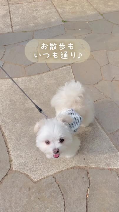楽天市場】＼SALE10%OFF／ 空調ペット服 COOL DOG メッシュ