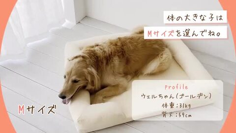 レトリバー Amazon.co.jp: 犬用バスローブ、吸収性犬用バスローブ,吸収性