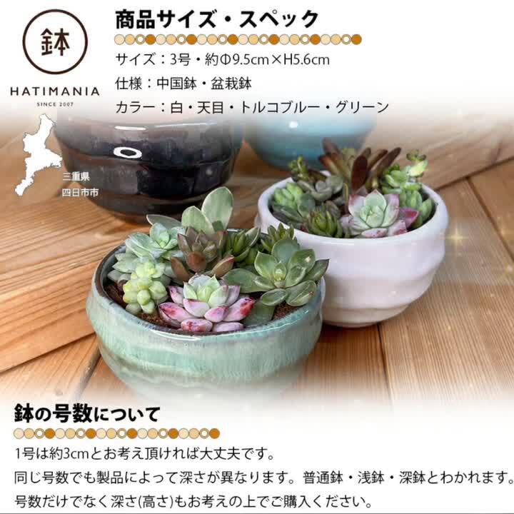 楽天市場】多肉植物おまかせ寄せ植え HATIMANIA 3号 1006W 鉢