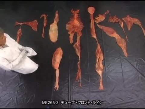 楽天市場】アナトミー・トレイン 筋膜解剖〜筋筋膜経線の解剖〜Anatomy