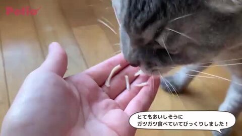 素材そのまま ねこちゃんの やわらか蒸しささみ かつお節味 2本