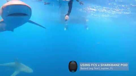 楽天市場】SHARKBANZ2 シャークバンズ2 カラー SLATE-AZURE