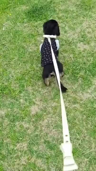 楽天市場】お散歩 カフェリード 犬 リード 小型犬 合成皮革 迷子
