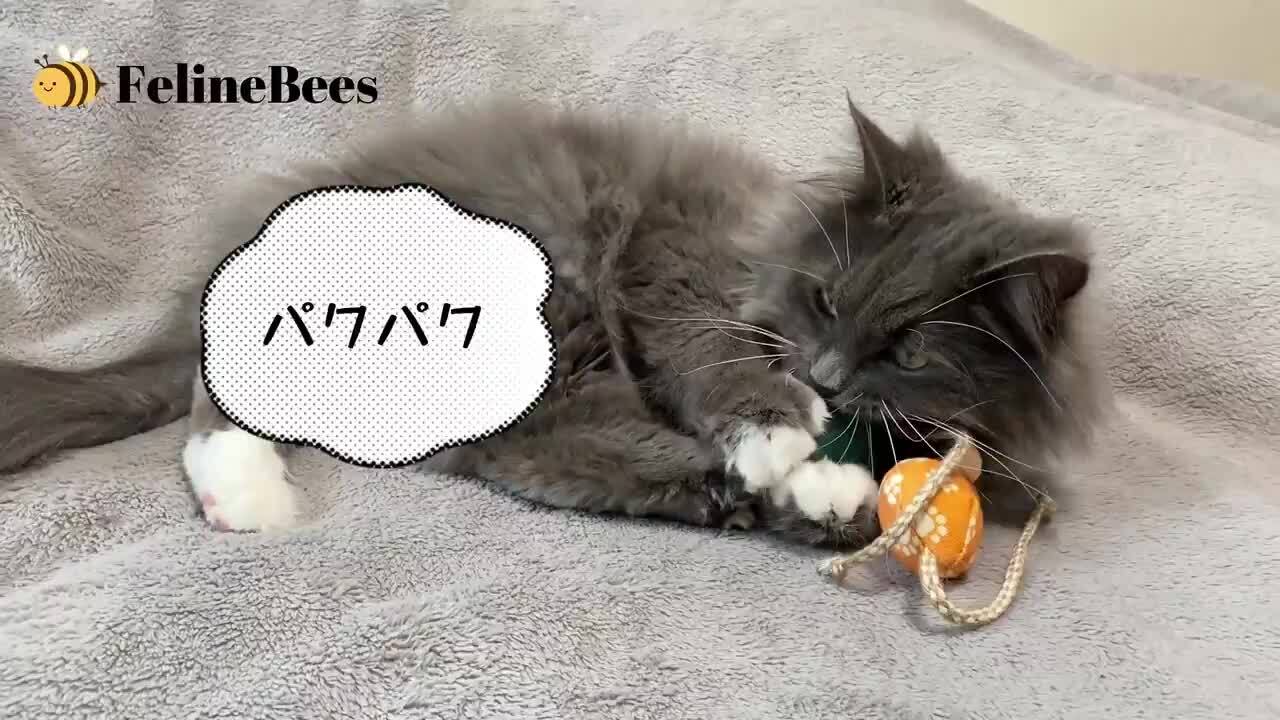 【猫チキ】タイのお守りプラクルアン4点セット！ 楽天市場】＼ 楽天ランキング1位 ／ 獣医師監修 猫 おもちゃ