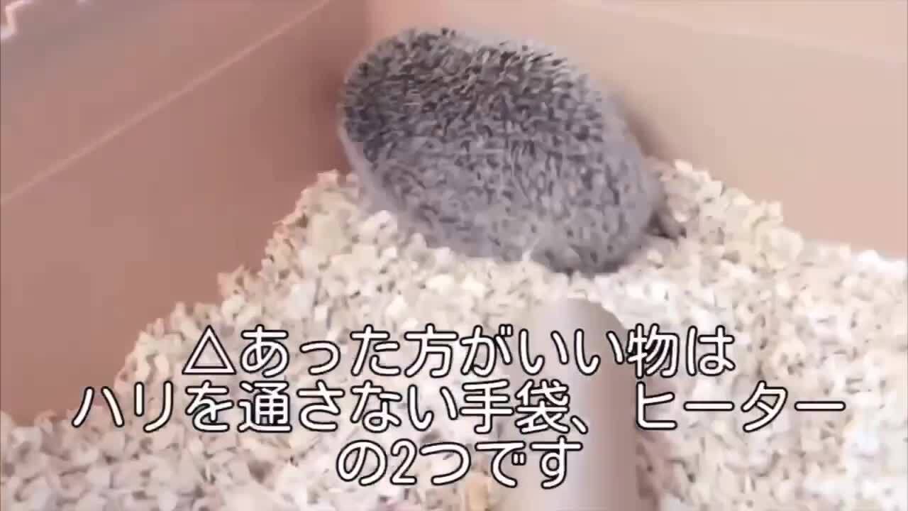 楽天市場 | はりねずみんみん共和国 - 【はじめての方向け