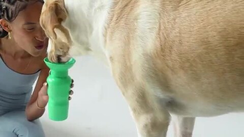 楽天市場】□ペット 用 水筒 AUTO PET MUG オートペットマグ [650ml