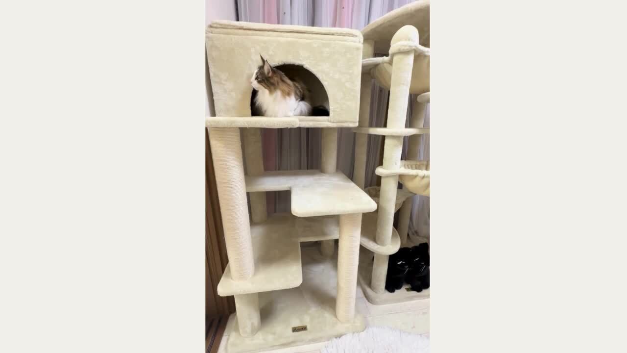 楽天市場】【Mauタワーゴールドクレエ】キャットタワー 据え置き