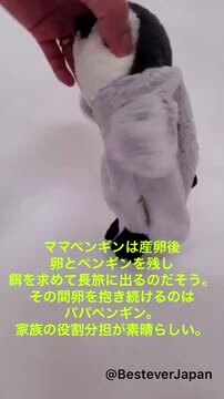 楽天市場】【BESTEVER】ぬいぐるみ ペンケース 動物 アニマル