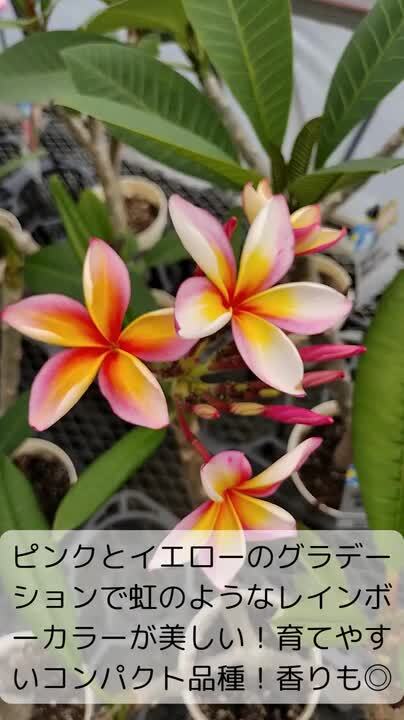 楽天市場】◇花芽付き◇ プルメリア ザナドゥ Aグレード苗 5号鉢